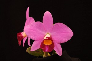 Cattleya Fuchsia Doll (2003) Kaleidoscope HCC/AOS 79 pts.